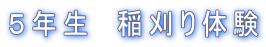 �T�N���@���̌�