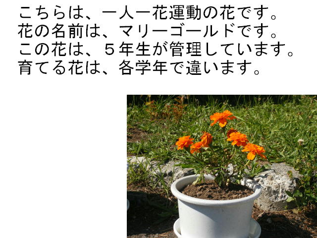 �T�N�� H.N. 2�y�[�W
