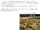 �T�N�� H.B. 2�y�[�W